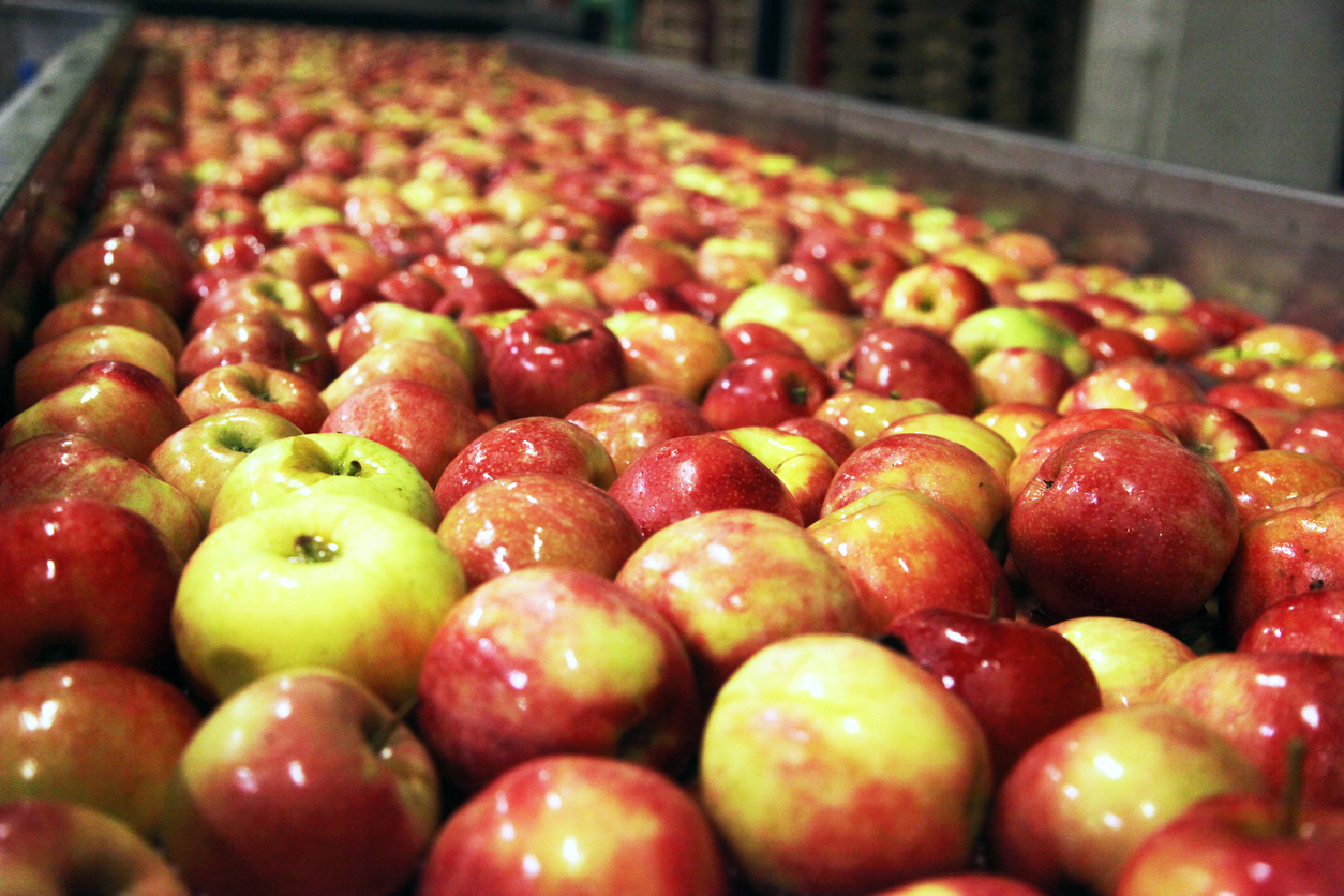 Clean and fresh apples on conveyor belt