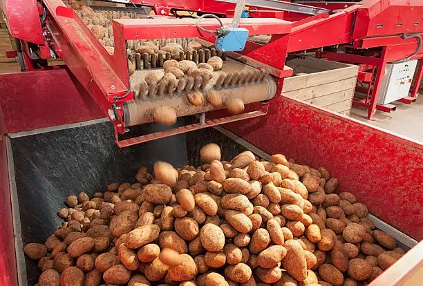 Potato Harvesting